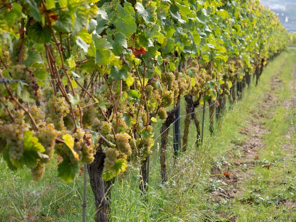 Enfoque Selectivo Viñedo Día Soleado —  Fotos de Stock