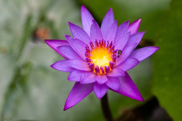 Närbild Bild Bild Lotus Blomma Med Honung Bee Suddig Bakgrund — Stockfoto