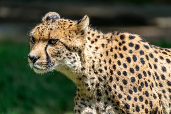 Cheetah Dia Ensolarado Zoológico Com Fundo Verde — Fotografia de Stock
