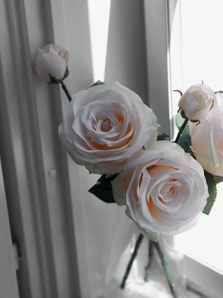 Zbliżenie Białych Róż Pokoju — Zdjęcie stockowe