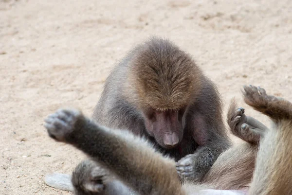 Closeup Baboon Playing Ground — Stock Photo, Image