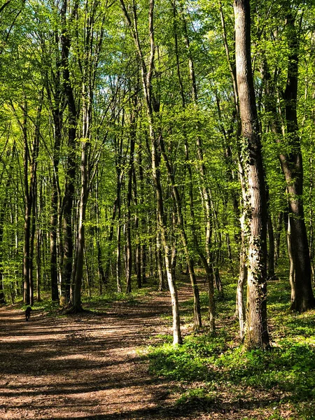 Plan Vertical Sentier Traversant Une Forêt Verte Avec Minces Arbres — Photo
