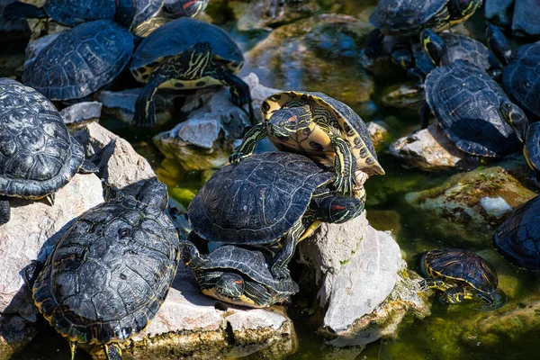 Group Adorable Water Turtles Rocks Lake — Stock Photo, Image