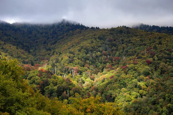 Een Prachtig Landschap Van Kleurrijke Dichte Bossen Een Bergachtig Gebied — Stockfoto