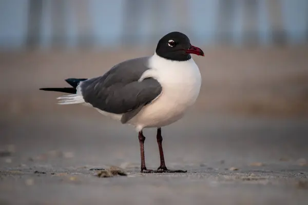 Seagull Walking Seacoast — Stock Photo, Image