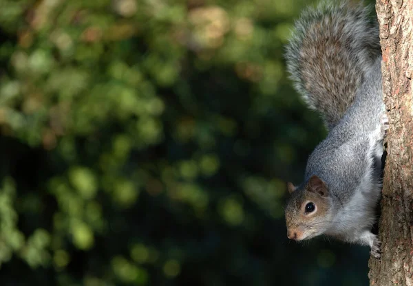 Esquilo Cinza Adorável Árvore Fundo Borrão Essex Reino Unido — Fotografia de Stock