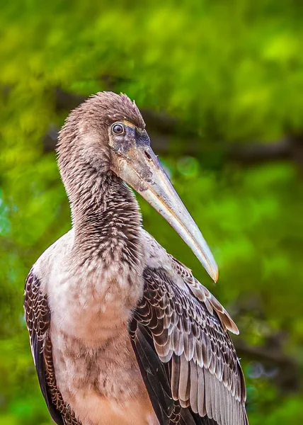 Vertikální Záběr Malovaného Čápa Mycteria Leucocephala — Stock fotografie