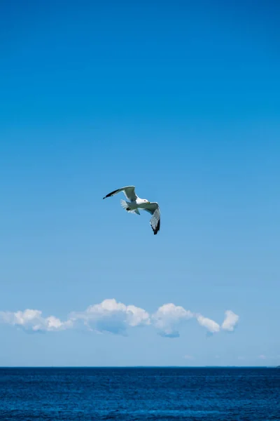 A sea bird flying over the blue sea