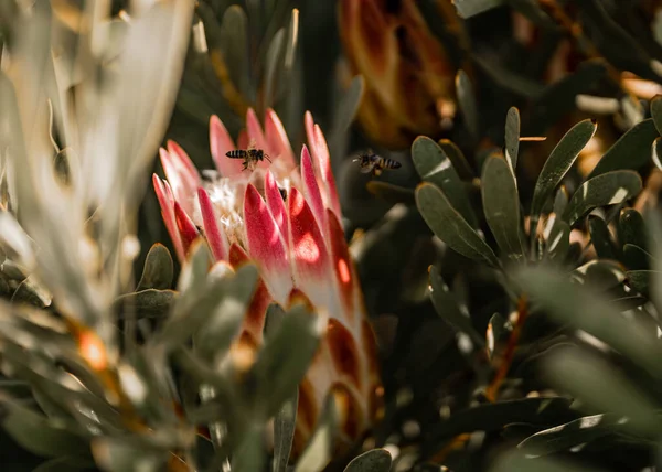 Abelhas Voando Polinizando Flor Protea Rei — Fotografia de Stock