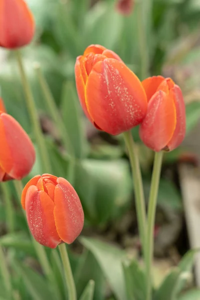 庭で美しい赤いチューリップのクローズアップショット — ストック写真