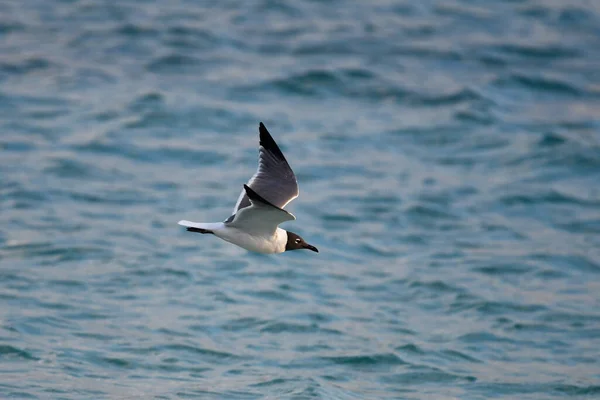 Majestätisk Närbild Svarthuvad Mås Flykt Över Havet — Stockfoto