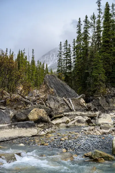 Vertical Shot Rocky Shore Pine Trees Cloudy Sky Canadian Nature — Stock Photo, Image