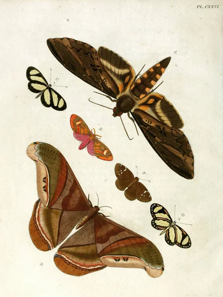 Vintage Illustration Butterflies Biology Literature — Stock Photo, Image