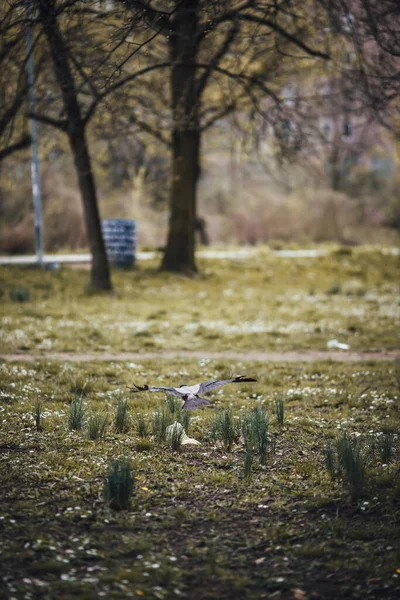 Kuş Uçuşuyla Parkın Dikey Görüntüsü — Stok fotoğraf
