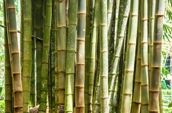Tas Vertical Bambous — Photo
