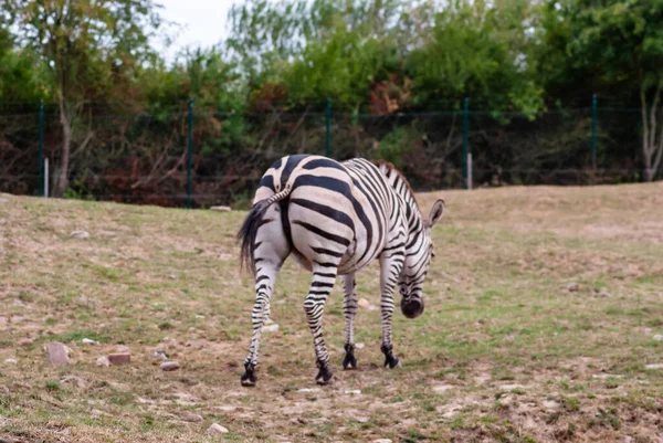 Uma Zebra Caminhando Seu Recinto Zoológico — Fotografia de Stock