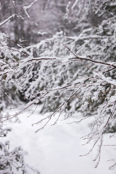 Śnieżny Widok Lasu — Zdjęcie stockowe