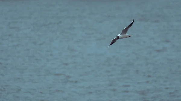 一只海鸥在白天飞越海景的美丽照片 — 图库照片