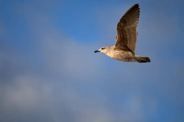 Närbild Ung Fiskmås Som Flyger Klarblå Himmel — Stockfoto