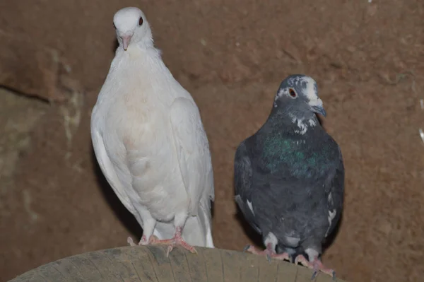 Gros Plan Pigeon Homing Blanc Pigeon Homing Noir Avec Fond — Photo