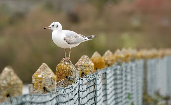 Selective Focus Shot Adorable Black Headed Gull Perched Top Fence — Stock Photo, Image
