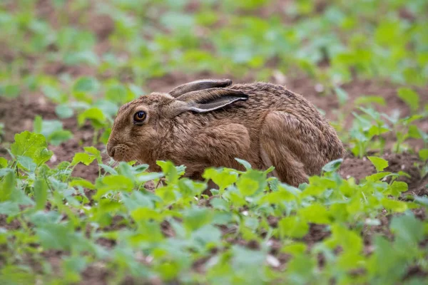 Nahaufnahme Eines Hasen — Stockfoto