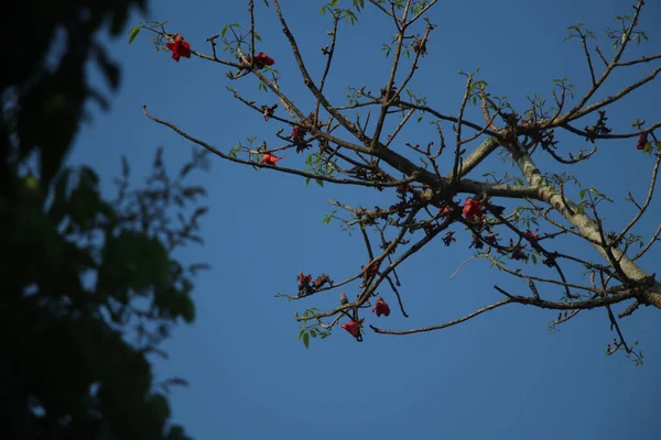 Низькокутний Знімок Маленького Листяного Дерева Маленькими Червоними Квітами Під Темним — стокове фото
