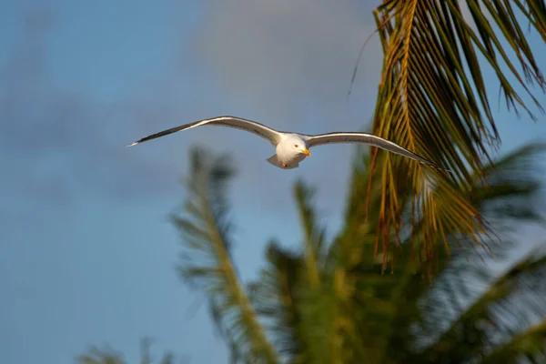 Plan Sélectif Oiseau Mouette Volant Dans Ciel Bleu Travers Les — Photo