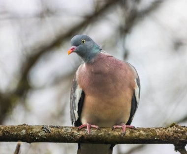 Bulanık arka planda bir güvercin portresi.
