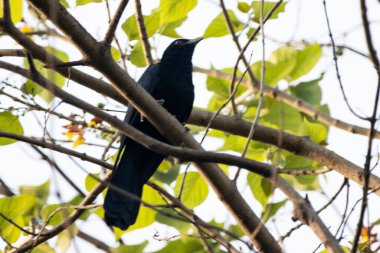 Dalın üzerine tünemiş parlak siyah ardıç kuşunun yakın çekimi. Turdus serranus.