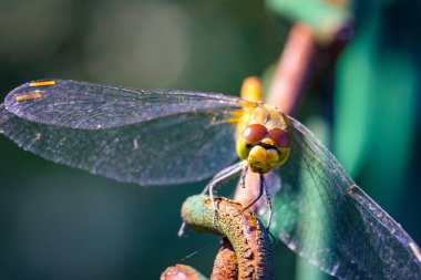 Renkli bir yusufçuğun paslı metal bir kabloyla kameraya bakarken makro görüntüsü.