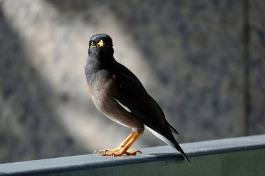 Ortak Myna 'nın Dubai, BAE' deki üst balkon raylarındaki seçici odak noktası.