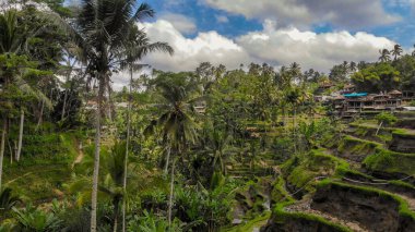 Ubud, Bali ve Endonezya 'daki palmiye ağaçlarının manzarası