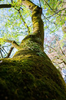 Japonya 'nın Yamanashi kentindeki Enriji tapınağındaki yosunlu uzun bir ağacın dikey alçak açılı görüntüsü.