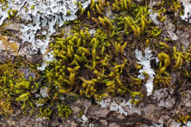 Etrafında buz olan donmuş bir turba yosunu.