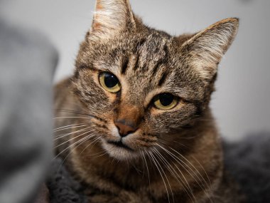 Bir kedinin yakın çekimi.