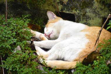 Güneşli bir günde yeşil çimlerin üzerinde uyuyan bir Ege kedisini yakından çekeceğiz.