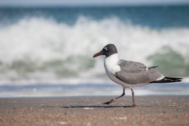 Sahilde yürüyen bir martı