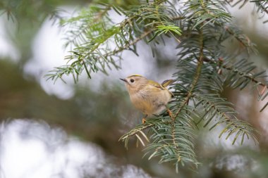 Goldcrest, Regulus regulus, tek bir göçmen bahar zamanı köknar ormanında bir dalda oturur. Avrupa 'nın en küçük kuşu. Bulanık bokeh arkaplanı