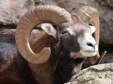 Güneşten zevk alan Avrupalı bir maymunun yakın plan çekimi.