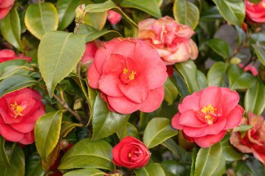 Baharda bahçede güzel Japon kamelya çiçeklerinin yakın plan çekimi.