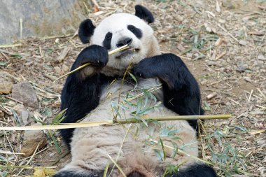 Yazın hayvanat bahçesinde yatan ve bambu yiyen sevimli bir panda.
