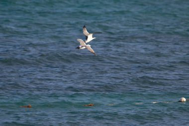 Deniz sularının üzerinde güzel bir martı manzarası uçuyor.