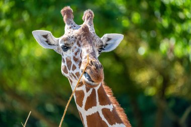 Hayvanat bahçesindeki bir zürafanın başı.