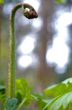 Bulanık yeşil arka planda yeni büyüyen eğreltiotu bitkisinin dikey yakın çekimi