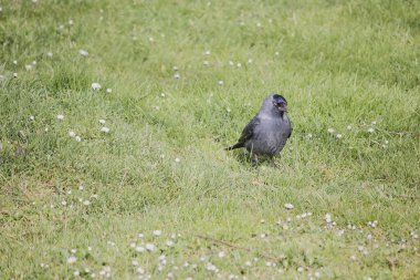 Bir siyah batı karga türü bir tarlada otların arasında yürüyor.
