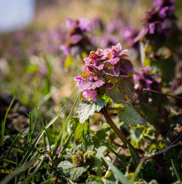 Bulanık bir arkaplanda büyüyen bazı mor Lamiaceaes 'lerin yakın çekimi.