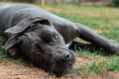 Parktaki çimlerin üzerinde yatan güzel bir Cane Corso köpeğinin yakın plan fotoğrafı..