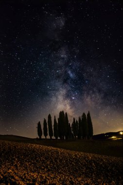 Gece yıldızının altındaki ağaçların dikey görüntüsü.