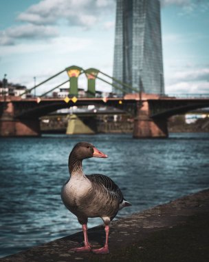 Frankfurt, Almanya 'da nehrin kıyısında bir Greylag kazının (Anser anser) dikey çekimi